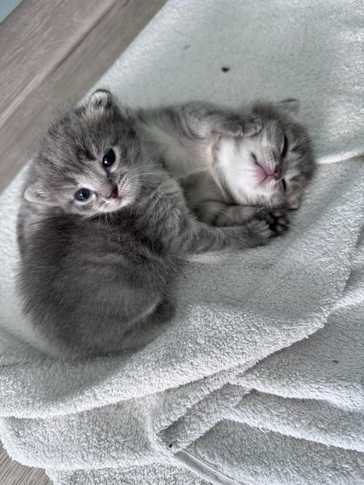 Отдам котят в добрые руки