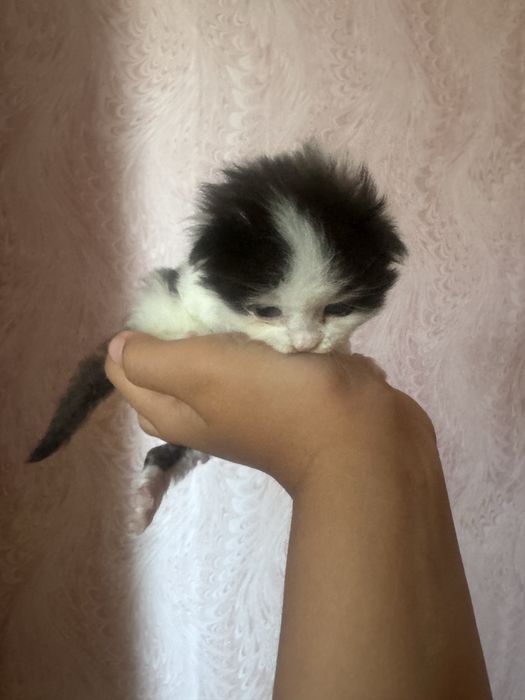Отдам даром двух котят близнецов