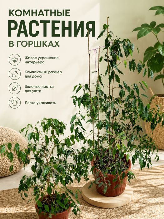Фикус бенджамина