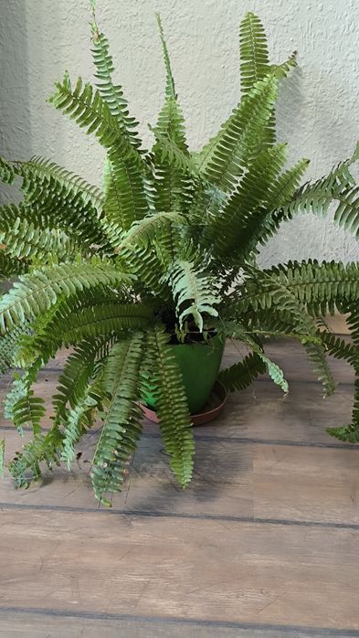 Спатифилум, папрат, коледна звезда и дървото на живота