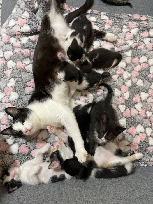 Отдам котят в добрые руки