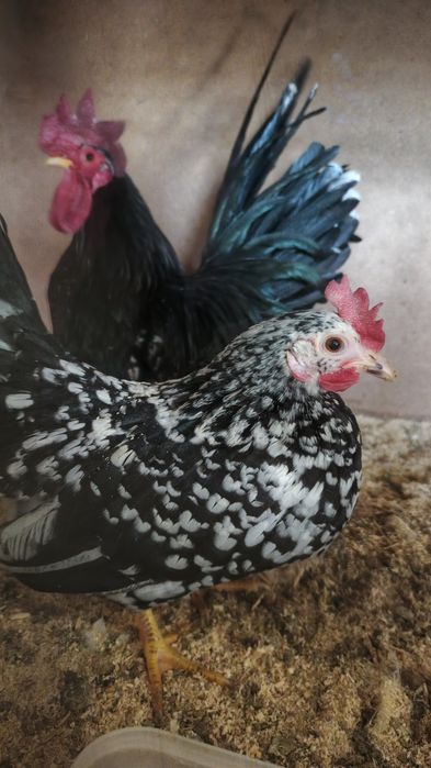 Shabo tuxumlari sotiladi