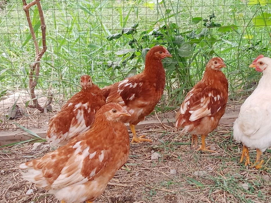 Балапандар пародалы