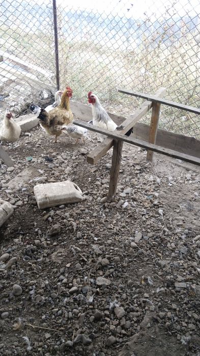Продам петуха белого