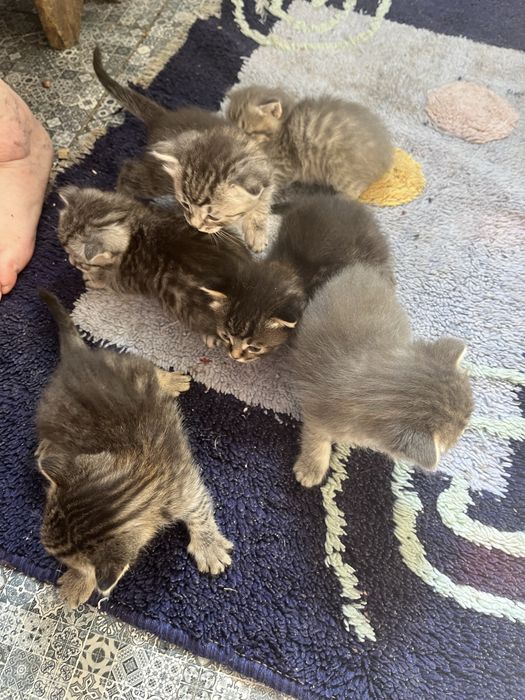 Отдам котят в добрые руки