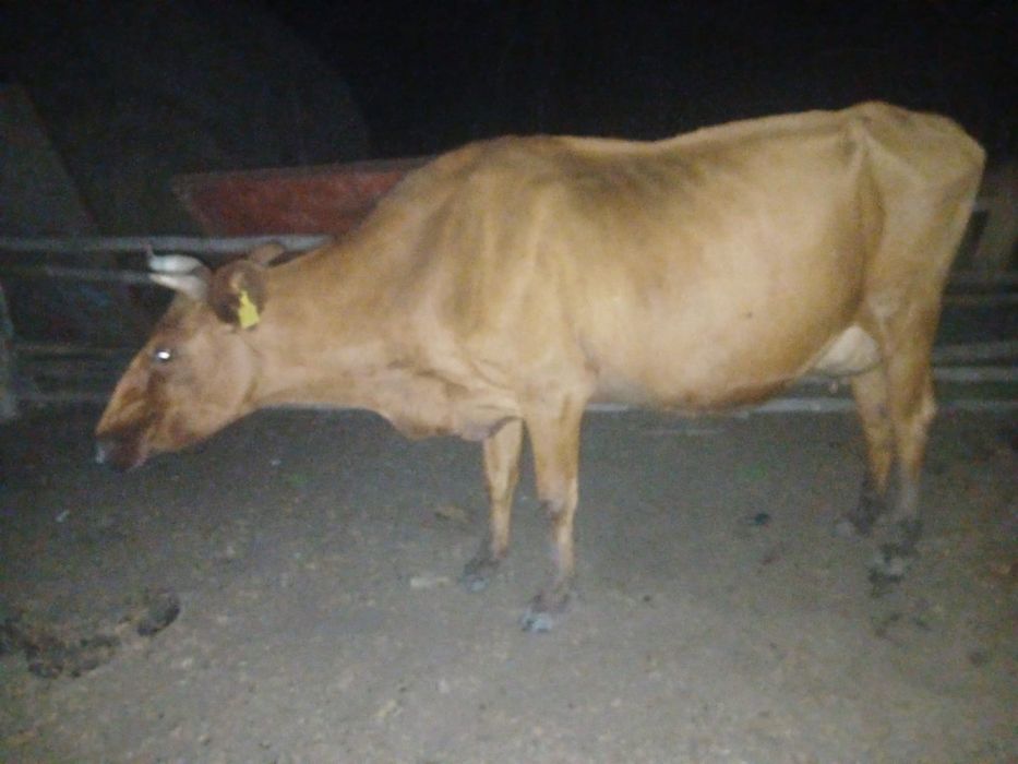 Продам 3 коровы