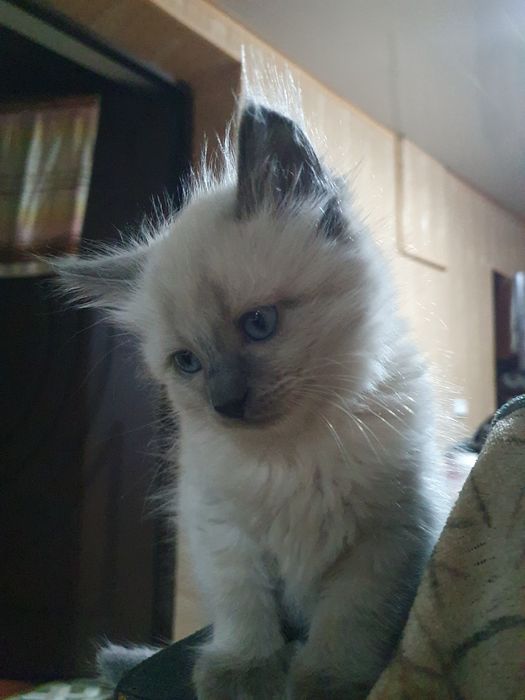 продаются сиамские котята