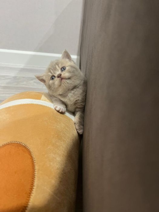 Шотландцы котята