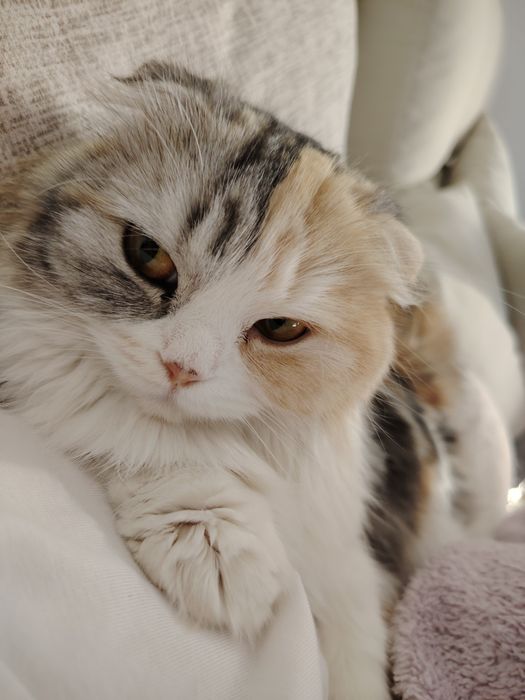 Отдам  вислоухую кошечку