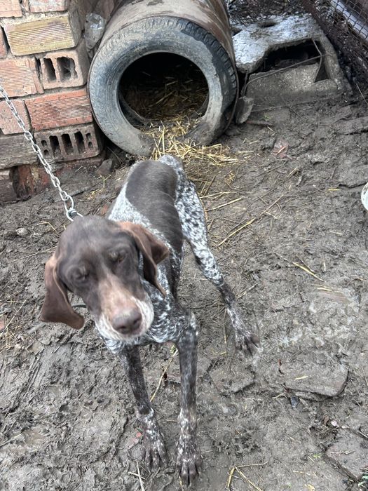 женски курцхаар