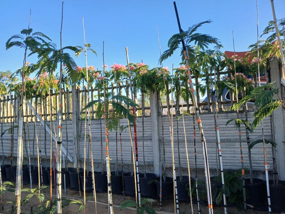 Vînd prunus laurocerasus,,chiparos tottem,albiția ,