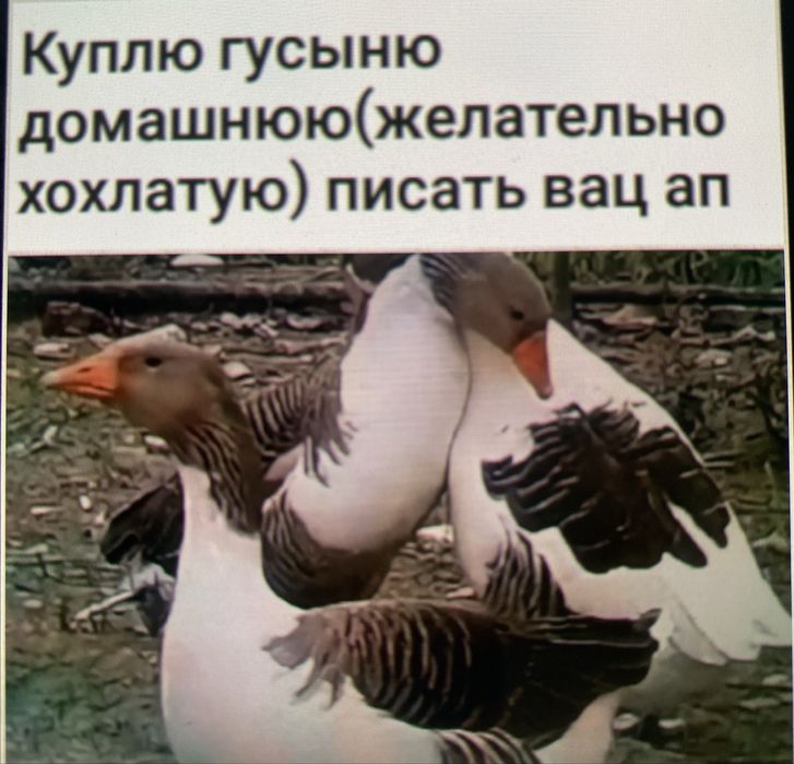 Гуси гусыню писать вац ап