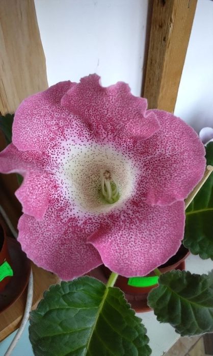 Продаются детки глоксиний