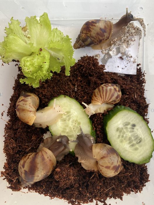 Продам милых ,красивых улиток ахатин
