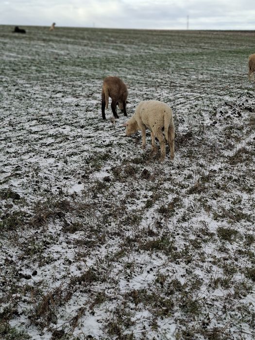 Miei de lapte de vânzare