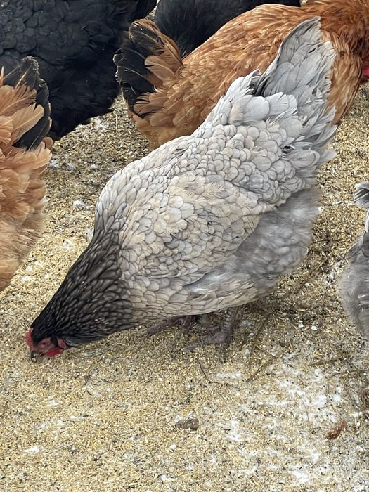 Vand schimb puicute din 2025