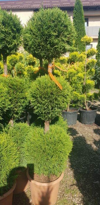 Pon pon si alte specii de plante ornamentale