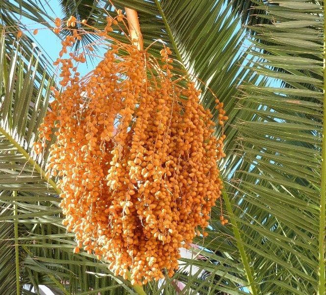 Семена от финикова палма на едро и дребно