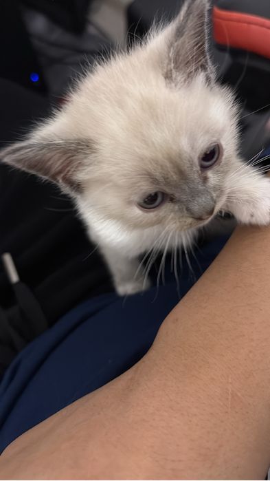 Мысық сатылады-5000тг