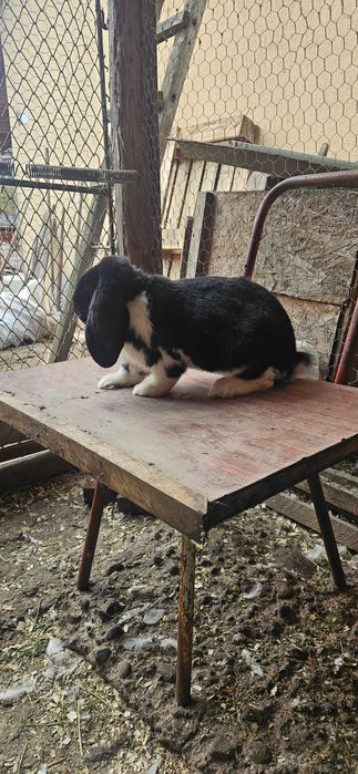 Mascul berbec german