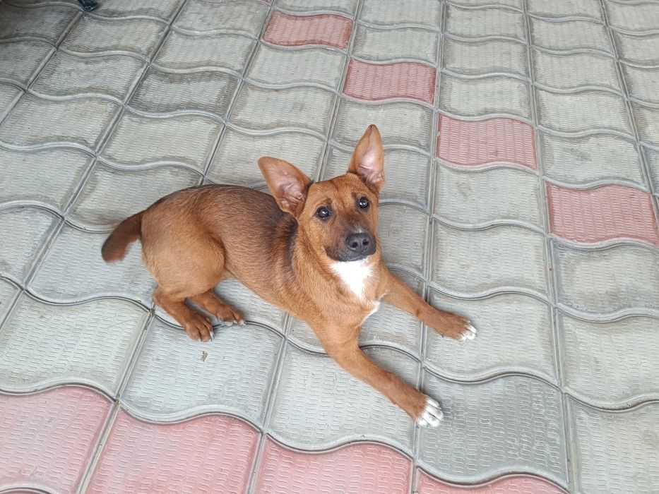 Отдам Собачку маленькую