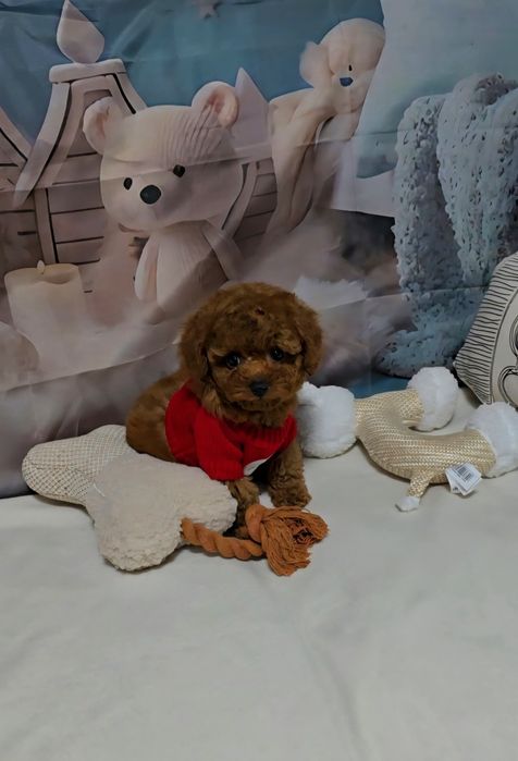 Пудел той с родословие  5 поколения назад