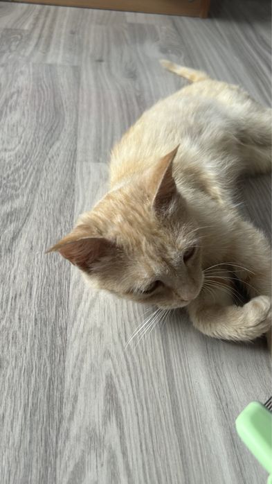 В добрые руки котенок-подросток