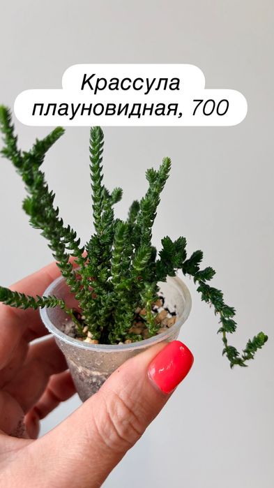 Суккуленты, кактусы