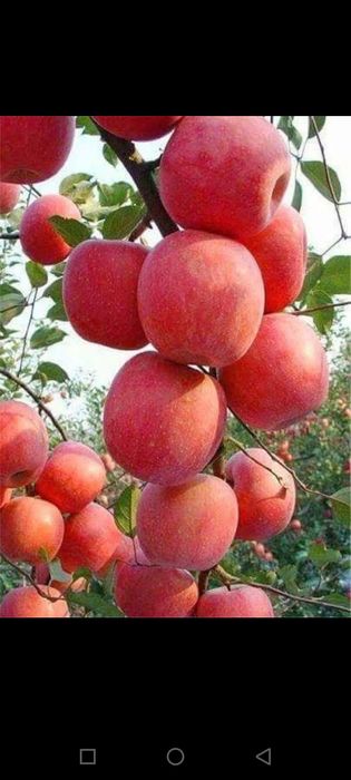 Мевали кучатлар оптим сотилади