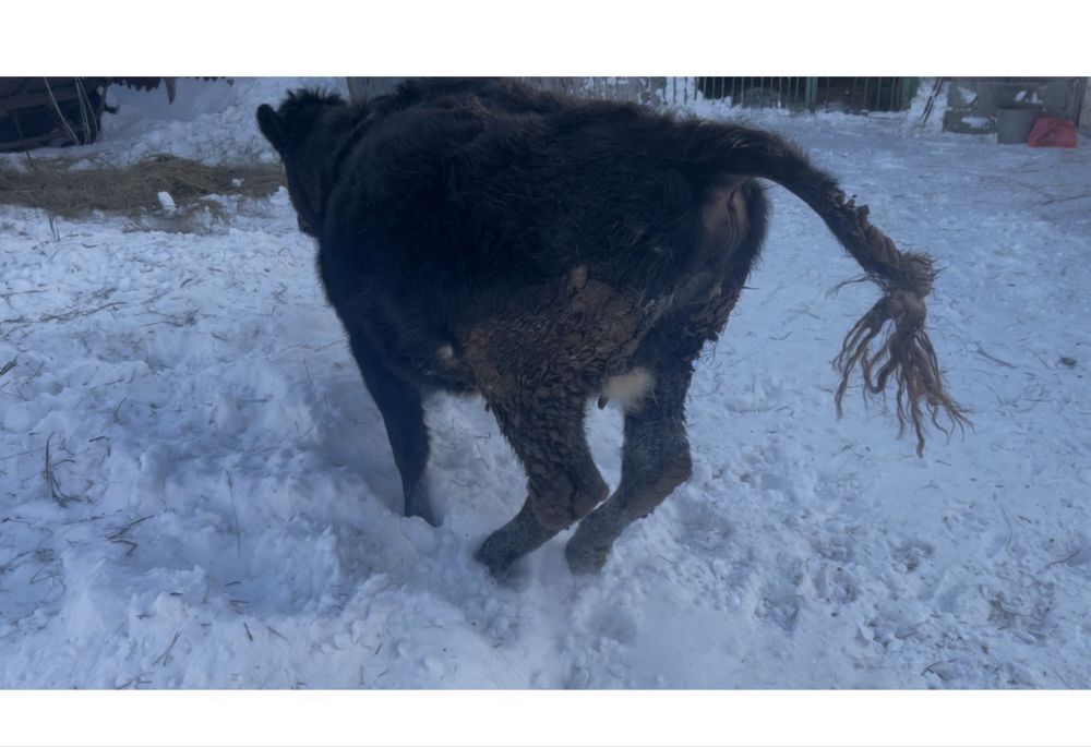 Продам глубоко стельную телку