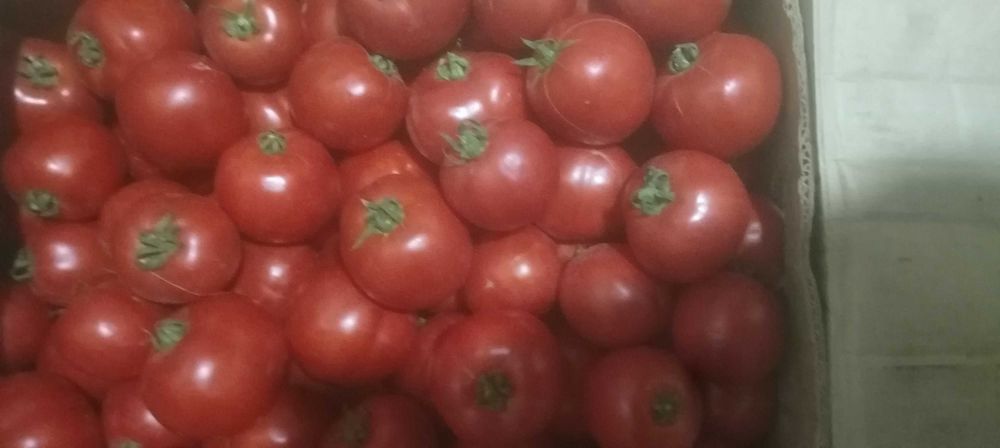 Yuqori sifatli dala pomidorlar katta miqdorda sotiladi
