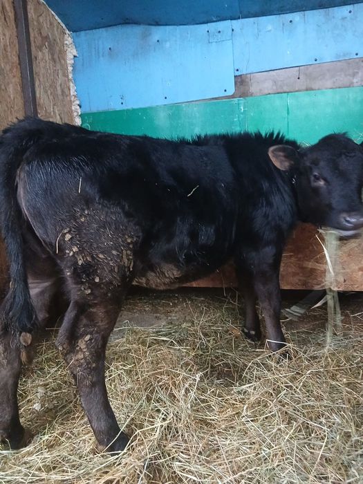 De vanzare vitica angus originala