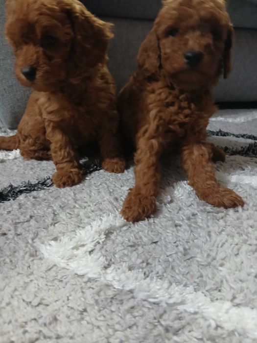 Той пудели малки