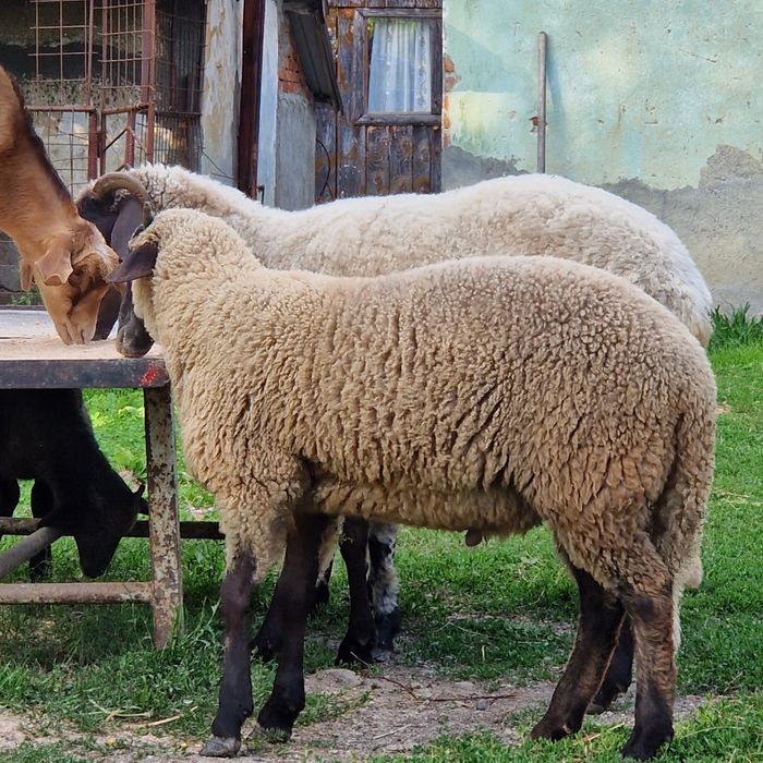Vând oi mari bune de lapte