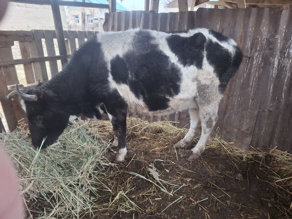 Семиз сиыр сатылады