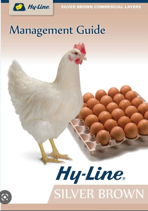 Цыплята 100 % Курочки несушки Хай Лайн и Ломан Сенди Жужалари