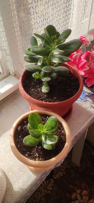 Продам красивые цветы