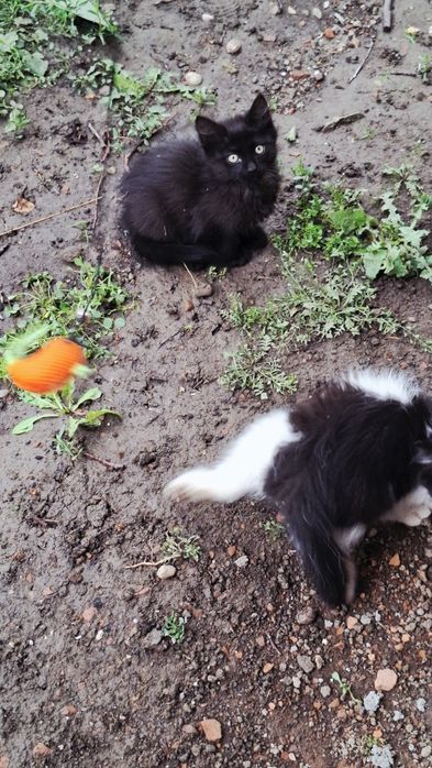 Donez 2 pui de pisică