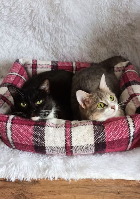 Молодые коты и кошки отдаются в хорошие руки