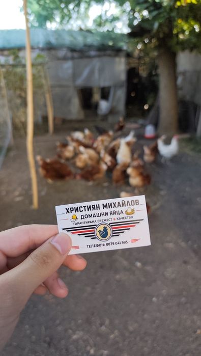 Домашни яйца на едро и дребно