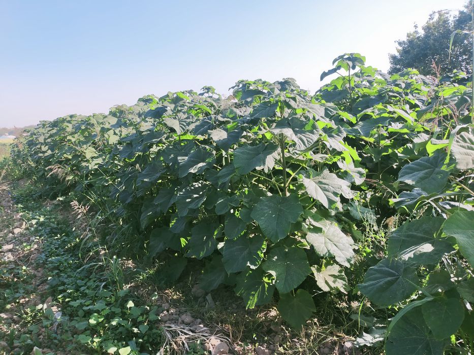 Павловния тамыр каламша павлония