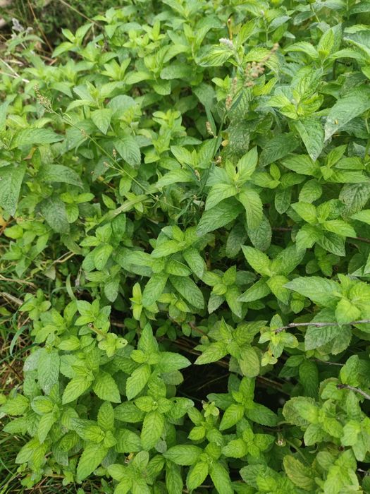 Продам  мяту для здоровья