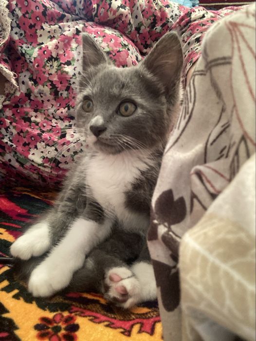 Котенок 3 месяца