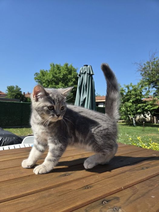 Британски котенца