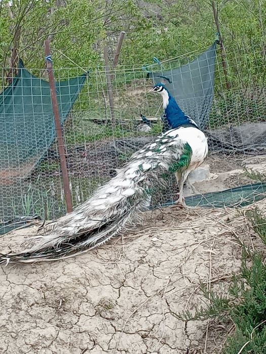 Vand pauni  maturi si tineret diferite rase