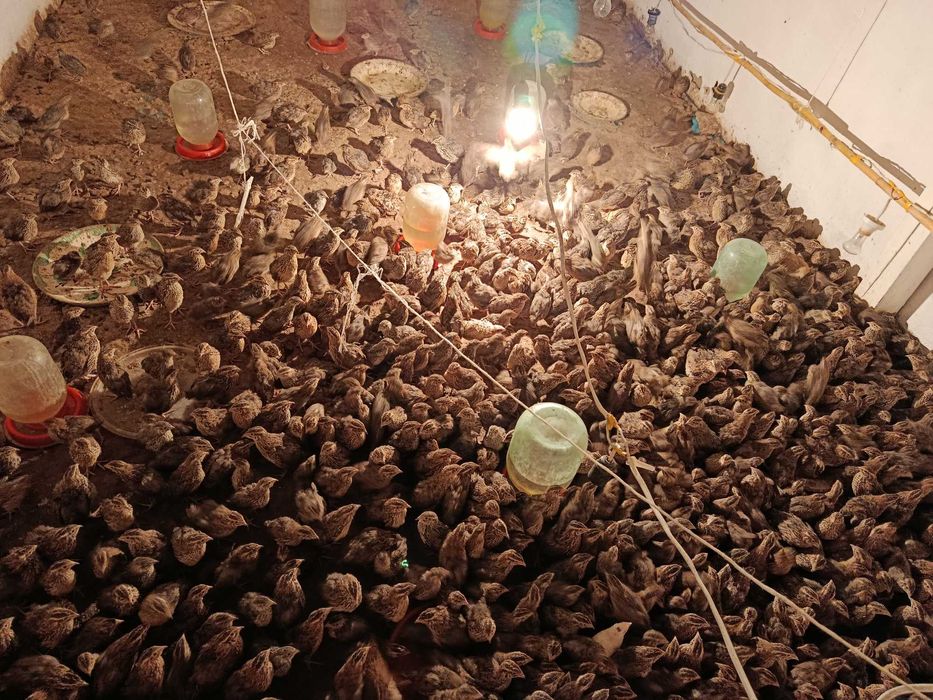 Bedana sotiladi òptom kelishilgan holda