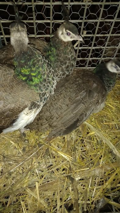 Pui de păun de vânzare