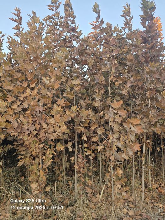 Чинор дарахт тошкентда