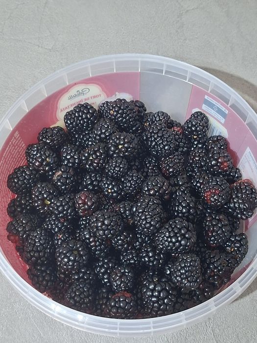 Mure de casă de vânzare