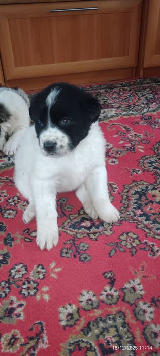 Продам щенков 2 месяца